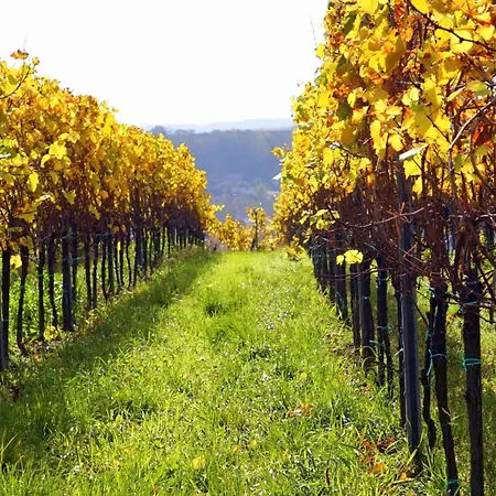 Appartamento Lichtblick - Natur, Wein Und Golfen Im Markgraeflerland *
