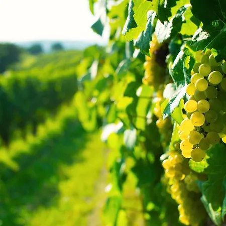 Lichtblick - Natur, Wein Und Golfen Im Markgraeflerland Appartamento
